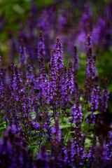Lilac flowers on a dark green background