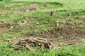 Fototapeta premium green field with a ravine and felled trees and shrubs, cleaning of unnecessary vegetation, logging