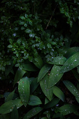 Dark green shoots of lily of the valley and lingonberry in drops of water