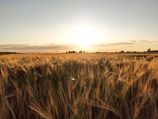 Zachód słońca w zbożu  © Artur Rorat
