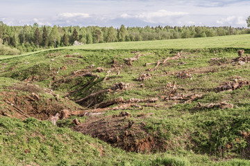 green field with a ravine and felled trees and shrubs, cleaning of unnecessary vegetation, logging