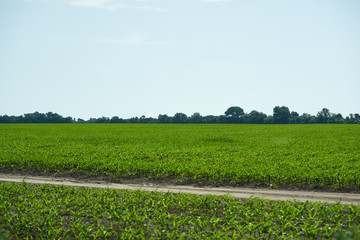 Beautiful landscape of green field and rural earthen road against the backdrop of trees and deep blue sky