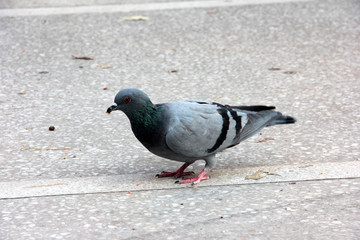 cute birds and pigeons that eat food