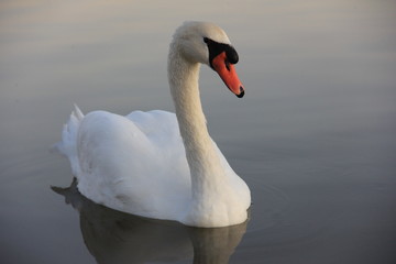 white swan swimming in the lake