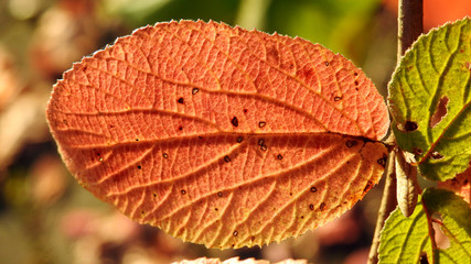 autumn leaves of deciduous trees painted in different colors in the Podlasie region in Poland 2019