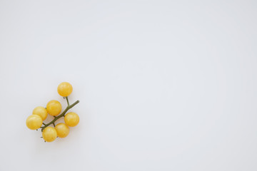 Branch of yellow Coyote tomato cherry heirloom on bright background with copy space. Oranic vegetable.