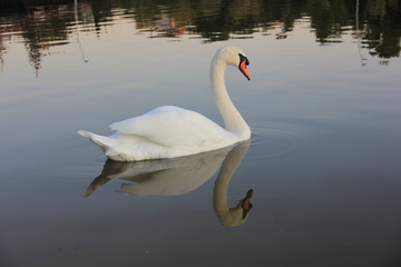 Obraz premium white swan swimming in the lake