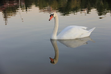 Naklejka premium white swan swimming in the lake