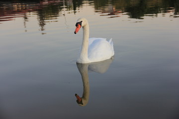 white swan swimming in the lake