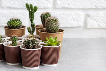 Cactus and succulent plants collection in paper cups. Home garden