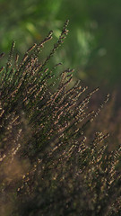 Champ de bruyères entre deux rangées de pins landais
