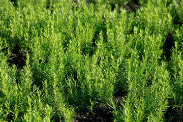 Rosmarin (Rosmarinus officinalis), Deutschland, Europa