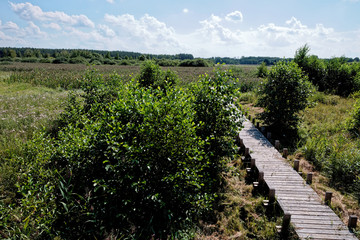 Fototapeta na wymiar Wooden pathway going through marshland area (Olszowieckie Bloto) in Kampinos National Park, Poland, Europe.
