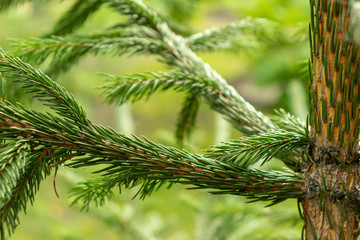 Green pine branches with needles in the garden wallpaper for desktop background
