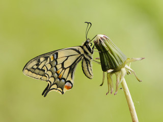 Wonderful butterfly Papilio machaon   on a dandelion flower on a summer day