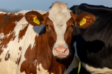 Irish simmental cattle in a farm ranch in Europe for milk and meat business