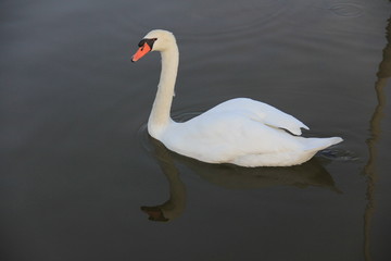 Naklejka premium white swan swimming in the lake