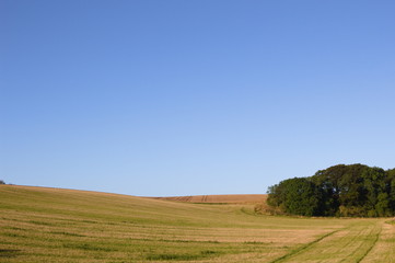 A grassy field with a small copse in the corner near Wold Newton in the Lincolnshire Wolds.