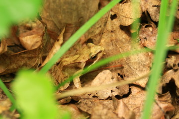 Frosch im Laub