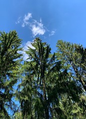 Tops of the pine trees and blue sky background
