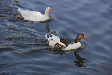 white swan swimming in the lake