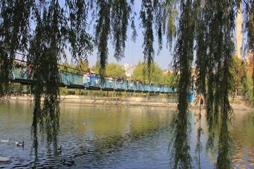 Obraz premium cute ducks swimming in the lake