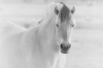 artistic portrait of a horse in black and white grey scale selective focus background blur