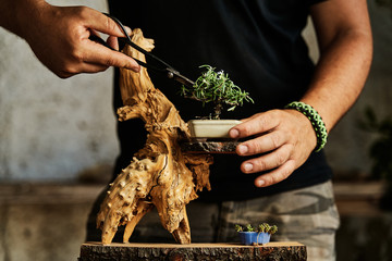 Hands pruning a bonsai tree on a work table. Gardening concept. - 372682803