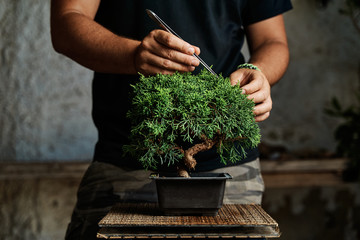 Hands pruning a bonsai tree on a work table. Gardening concept. - 372682805