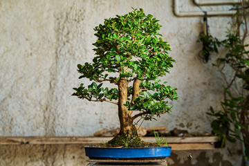 Fototapeta na wymiar Bonsai tree ready to sell. Gardening concept.
