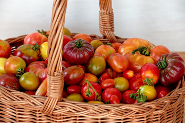 Wicker basket full of tomatoes. Plenty fresh tomatoes of various colors and heirlooms. Vegetables from own garden.