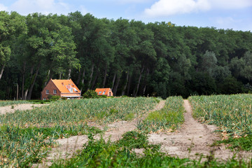 Tracks and houses near a forest edge in Zeeuws Vlaanderen in the Netherlands