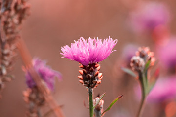 purple thistle flower in sunset