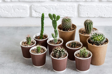 Cactus and succulent plants collection in paper cups. Home garden