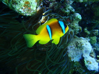 Fototapeta na wymiar Anemonenfisch / Nemo in einer Anemone Unterwasser an einem Korallenriff vor der Küste Ägyptens 