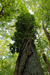 Naklejka premium Tree trunk covered with green climbing ivy plant. Unique oak tree in forest area. Mazowsze, Poland, Europe.