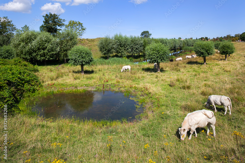 Wall mural cows near a pond in the meadows of zeeuws vlaanderen in the netherlands