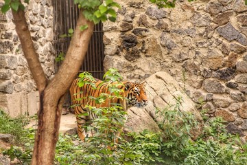tiger