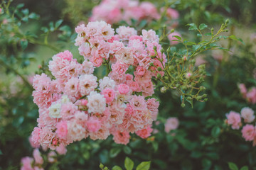 pink flowers in the garden. Tea rose