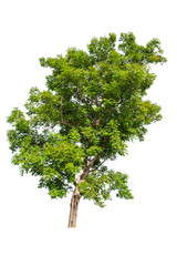Fototapeta premium Isolated tropical big tree on white background with clipping path. Suitable for use in advertising and architecture design.