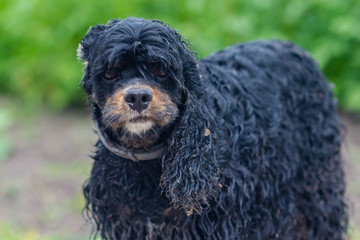 The wet and sandy black spaniel dog in countryside.