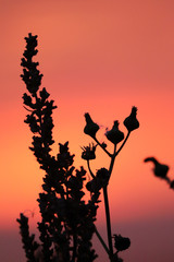 flowers in sunset