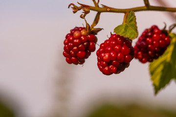 Not unripe blackberries, blackberries in a bouquet