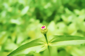 beatiful flower in the garden