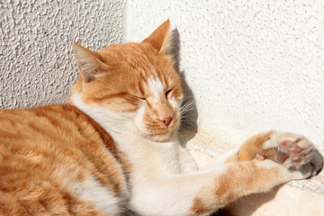 cute in the garden furry cat