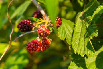 Not unripe blackberries, blackberries in a bouquet