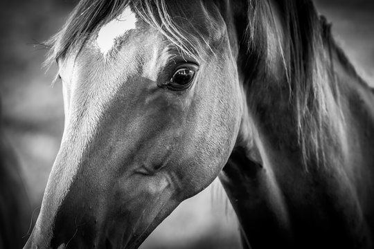 artistic dark portrait of a horse in black and white grey scale selective focus background blur