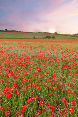 Stunning poppy fields at sunrise with pink skies