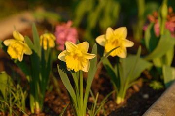 Obraz premium Gelbe Narzisse (Narcissus pseudonarcissus ) 