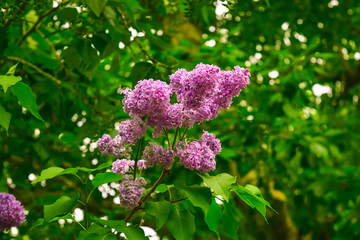 pink and white lilac flowers